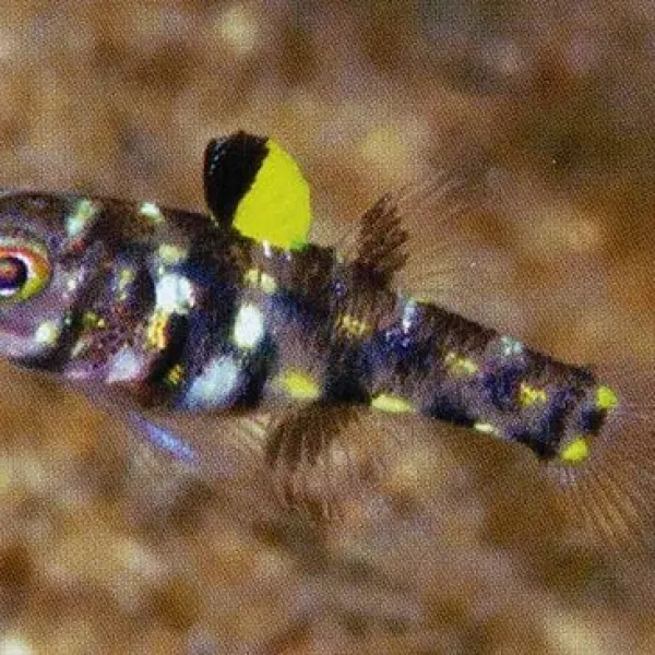 Бычок Пандака (Pandaka pygmaea)  купить в Минске