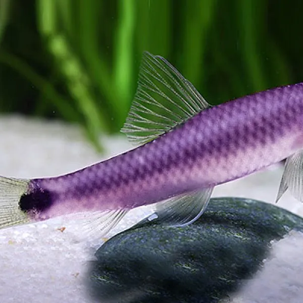Водорослеед GloFish фиолетовый купить в Минске