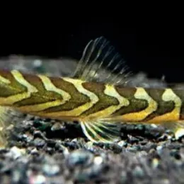 Вьюн Зодиак (Mesonoemacheilus triangularis)