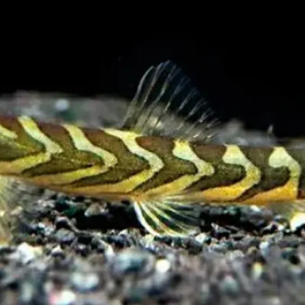 Вьюн Зодиак (Mesonoemacheilus triangularis) купить в Минске