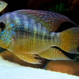 Геофагус Бальзани (Gymnogeophagus Balzani)