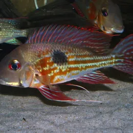 Геофагус Проксимус (Geophagus proximus)