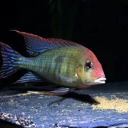 Геофагус Тапажос