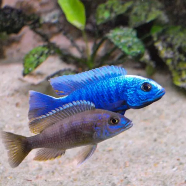 Хаплохромис Джексона (Sciaenochromis fryeri) подростки купить в Минске