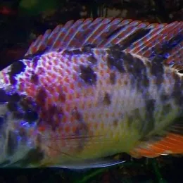 Димидиохромис компрессицепс мультиколор ( Dimidiochromis compressiceps var.)