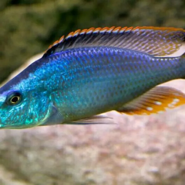 Хаплохромис длиннорылый, или димидохромис компрессицепс (Dimidiochromis compressiceps) купить в Минске