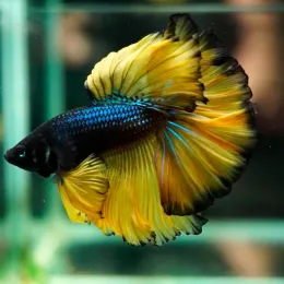 Петушок Халф Мун Жёлтый Талисман