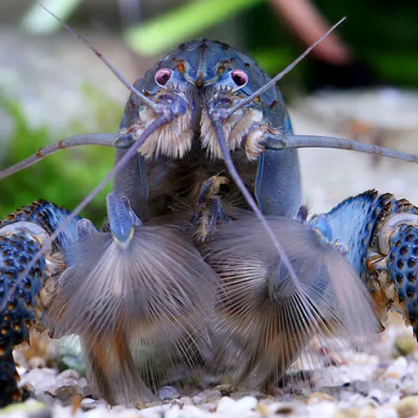 Креветка габонский (камерунский) фильтратор (Atya gabonensis)  купить в Минске