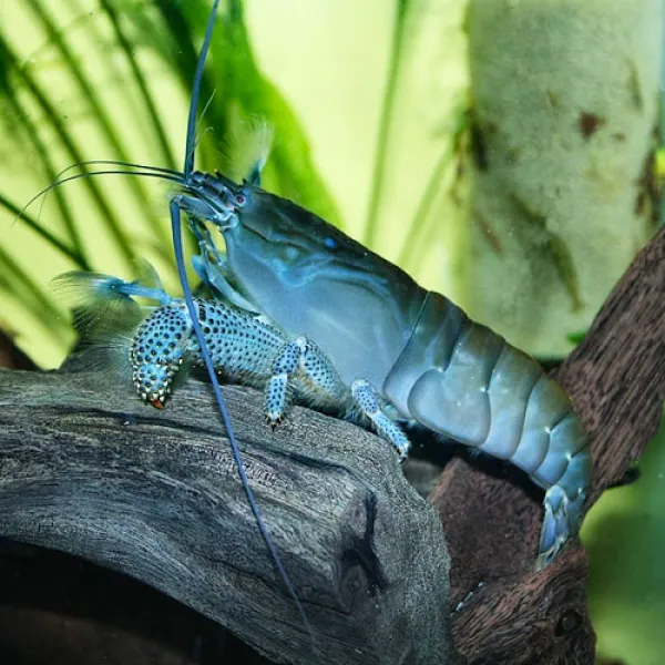 Креветка габонский (камерунский) фильтратор (Atya gabonensis)  купить в Минске
