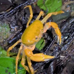  Краб банановый (Terrathelphusa Banana-Crab)