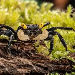 Краб Вампир "Желтоглазый" (VAMPIRKRABBE "YELLOW EYE" - GEOSESARMA SPEC.)