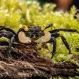 Краб Вампир "Желтоглазый" (VAMPIRKRABBE "YELLOW EYE" - GEOSESARMA SPEC.) купить в Минске