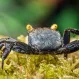 Краб Вампир "Желтоглазый" (VAMPIRKRABBE "YELLOW EYE" - GEOSESARMA SPEC.) купить в Минске