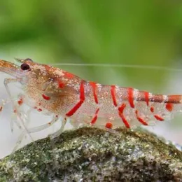 Креветка Красный тигр (Caridina cantonensis sp. "Red Tiger")