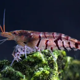 Креветка Чёрный тигр (Caridina cantonensis sp. "Black Tiger")