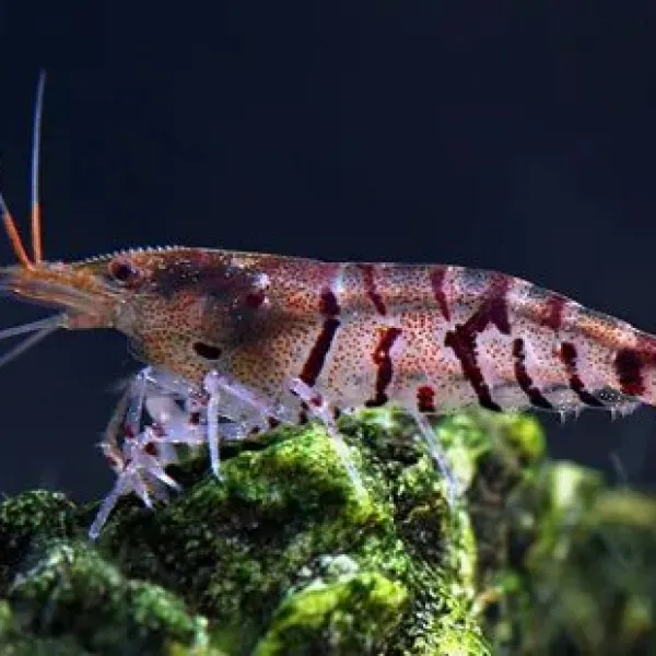 Креветка Чёрный тигр (Caridina cantonensis sp. "Black Tiger") купить в Минске