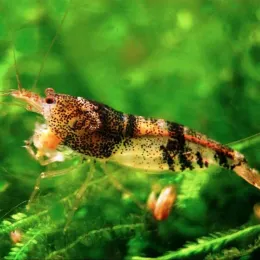Креветка Кардина Шмель (Caridina cf. breuiata) зебра, полосатая