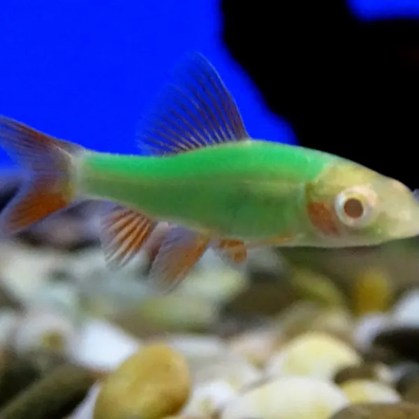 Лабео Glo Fish Салатовый купить в Минске