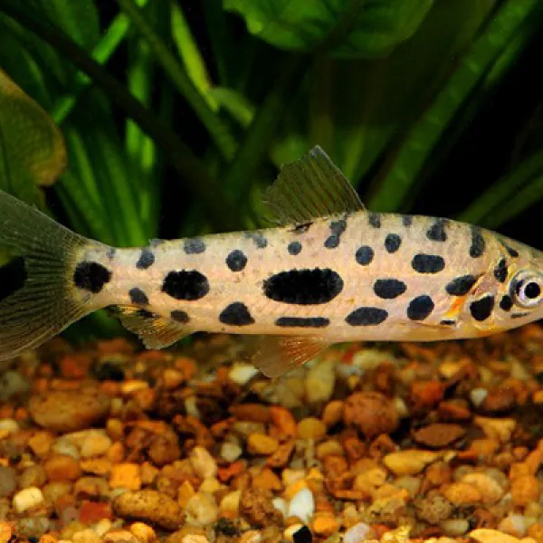 Leporinus nijsseni (Лепоринус ньяссена) купить в Минске