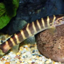 Лептобоция Чанга (Leptobotia tchangi)