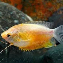 Лябиоза Сансет (Trichogaster labiosa)