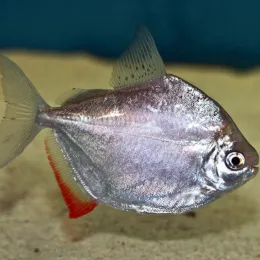 Метиннис серебристый (Metynnis argenteus)