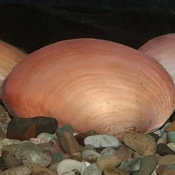 Мидия розовая или Моллюск расписная двустворка (Scabies mussel) купить в Минске
