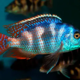 Плацидохромис Миломо (Placidochromis milomo)