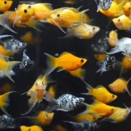 Моллинезия Баллон Лирохвостая