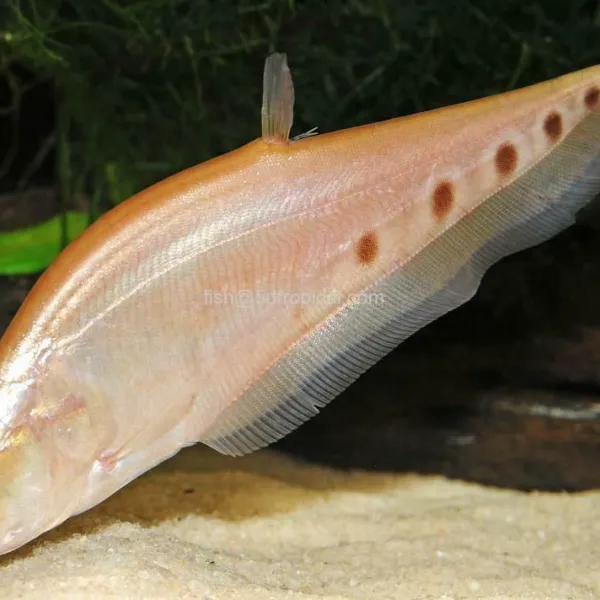 Нож Индийский Глазчатый Золотой купить в Минске