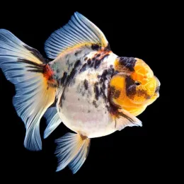 Золотая рыбка Оранда Калико XL (Goldfish Oranda calico)