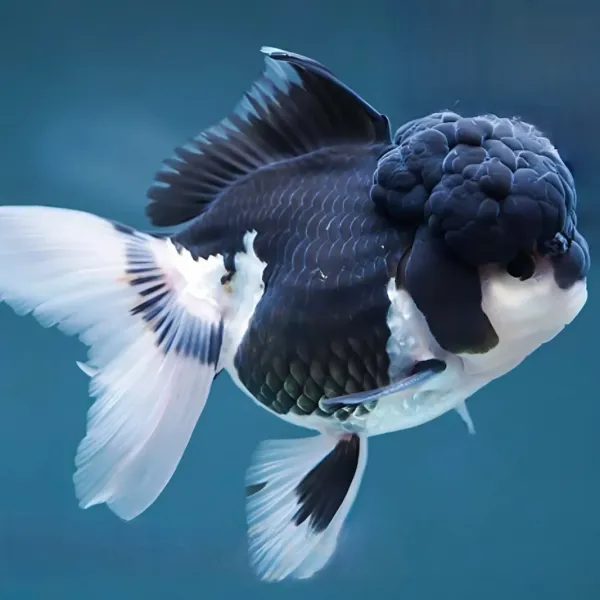 Золотая рыбка Оранда Панда купить в Минске