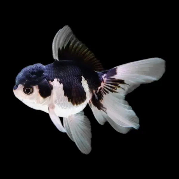 Золотая рыбка Оранда Панда купить в Минске
