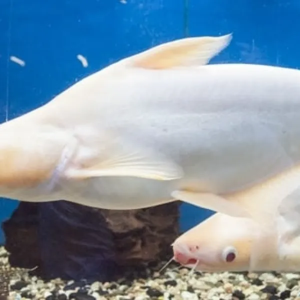 Пангасиус Альбинос (Pangasius sutchii) Акулий Сом купить в Минске