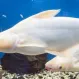 Пангасиус Альбинос (Pangasius sutchii) Акулий Сом купить в Минске