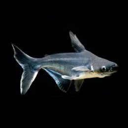 Пангасиус Высокоплавничный (Pangasius sanitwongsei) Акулий Сом