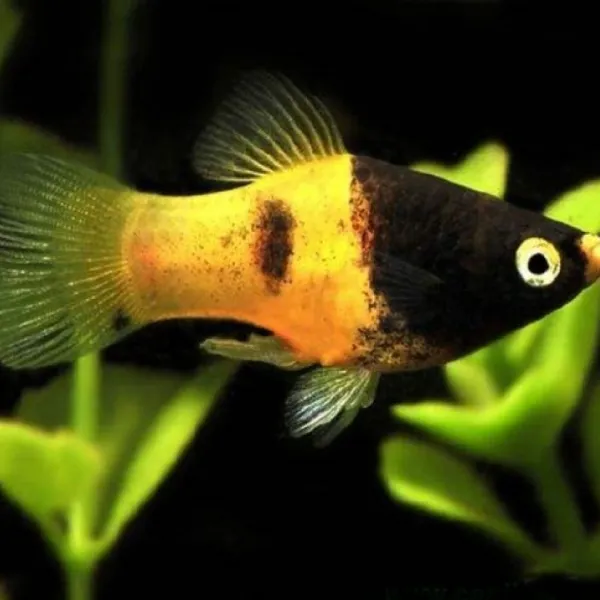 Пецилия Пчелка (Xiphophorus maculatus) купить в Минске