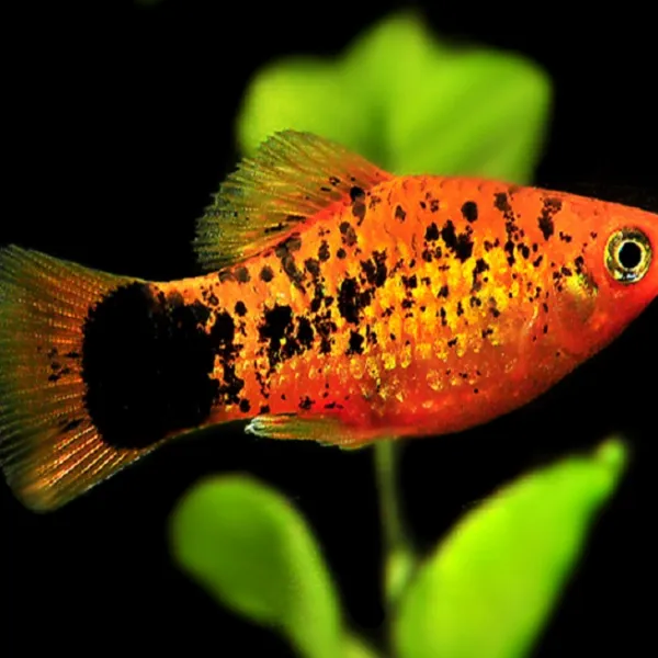 Пецилия Рижская (Xiphophorus maculatus) купить в Минске