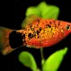 Пецилия Рижская (Xiphophorus maculatus) купить в Минске