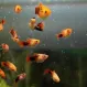Пецилия Рижская (Xiphophorus maculatus) купить в Минске