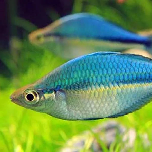 Радужница озёрная меланотения (Melanotaenia lacustris) купить в Минске