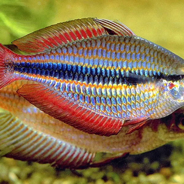 Радужница трехполосая Melanotaenia trifasciata купить в Минске