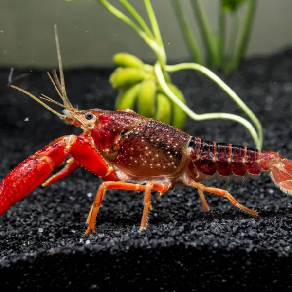 Радужный калифорнийский (флоридский) рак - Procambarus clarkii купить в Минске