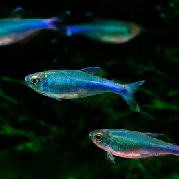 Расбора Аксельрода (Rasbora axelrodi)