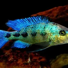 Фоссорохромис Ростратус