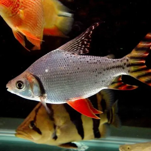 Семапрохилодус тэниурус (Semaprochilodus taeniurus) купить в Минске