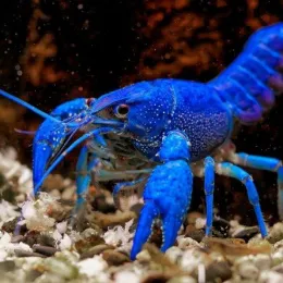 Синий калифорнийский (флоридский) рак - Procambarus clarkii