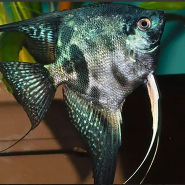 Скалярия Параиба (Pterophyllum scalare Paraiba, Paraiba Angelfish) купить в Минске