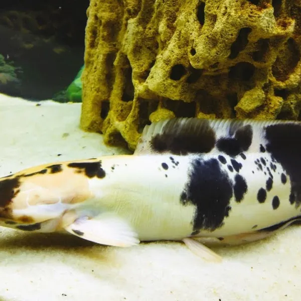 Сом Клариус (Clarias) купить в Минске