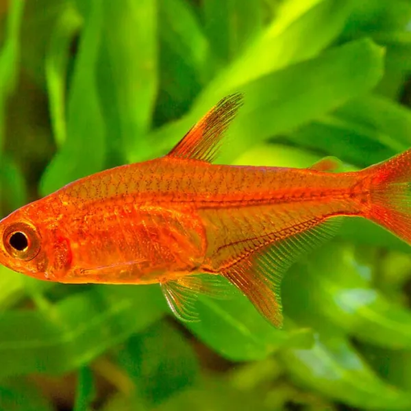 Тетра Аманды (Hyphessobrycon amandae)  купить в Минске